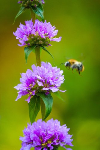 SIGMA 20-200mm F3.5-6.3 DG Contemporary pro Sony E