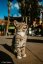 SONY FE 16 mm f/1,8 G (SEL16F18G)
