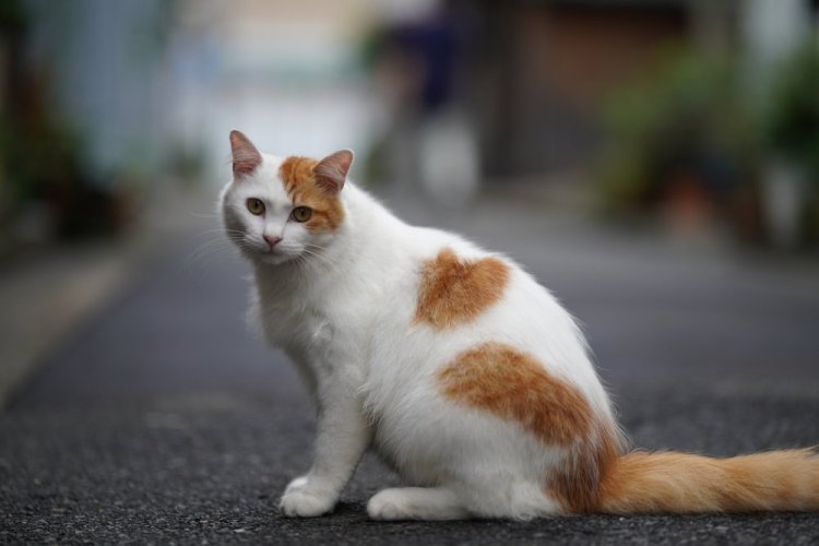 SIGMA 85mm F1.4 DG DN Art pro Sony E