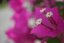 SONY SEL-30M35 Macro