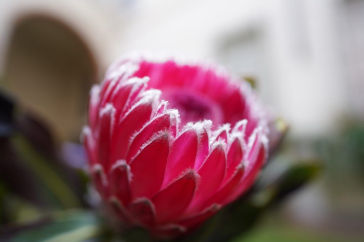 SONY SEL-20F18G