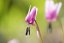 SONY FE 70-200 mm f/4,0 G OSS II Macro (SEL70200G2)