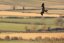 SIGMA 300-600mm F4 DG OS pro Sony