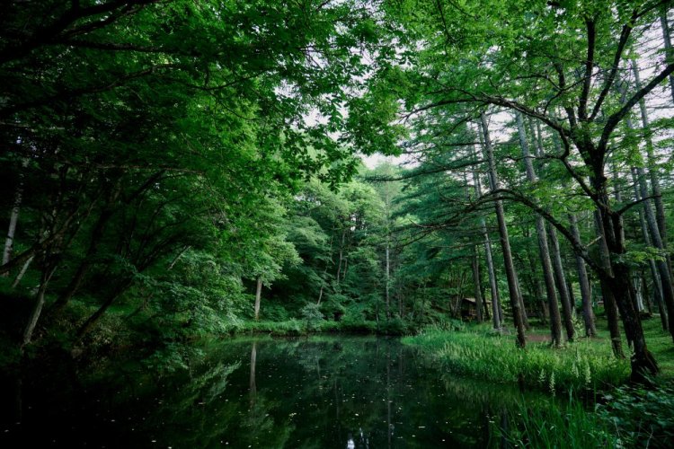 SIGMA 20-200mm F3.5-6.3 DG Contemporary pro Sony E