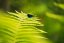 SIGMA 20-200mm F3.5-6.3 DG Contemporary pro Sony E