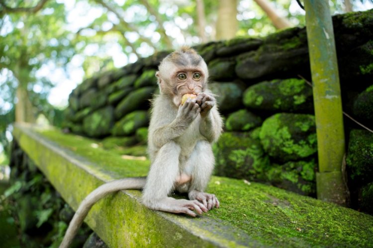 Tamron 25-200 mm F/2.8-5.6 Di III VXD G2 pro Sony FE