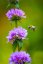 SIGMA 20-200mm F3.5-6.3 DG Contemporary pro Sony E