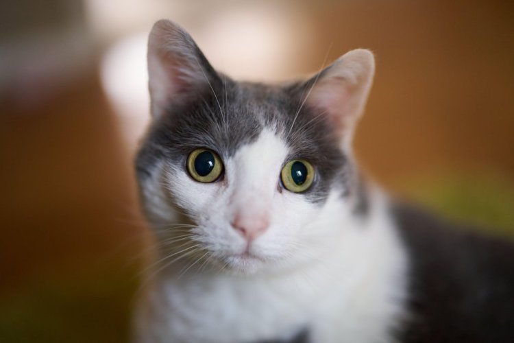 SIGMA 50mm F1.2 DG DN Art pro Sony E