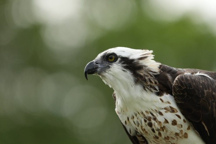 SONY FE 400-800 mm F6,3-8 G OSS (SEL-400800G)