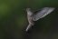 SONY FE 400-800 mm F6,3-8 G OSS (SEL-400800G)