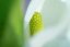 SONY FE 70-200 mm f/4,0 G OSS II Macro (SEL70200G2)