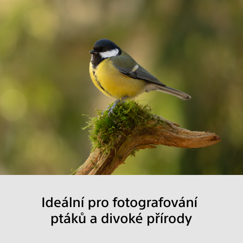 SONY Alpha A6700 + SEL-P1650 II+ SEL-70350 (Wildlife kit)