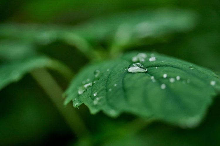 SIGMA 20-200mm F3.5-6.3 DG Contemporary pro Sony E