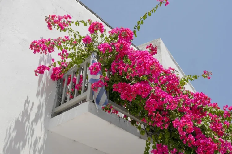 Tamron 25-200 mm F/2.8-5.6 Di III VXD G2 pro Sony FE