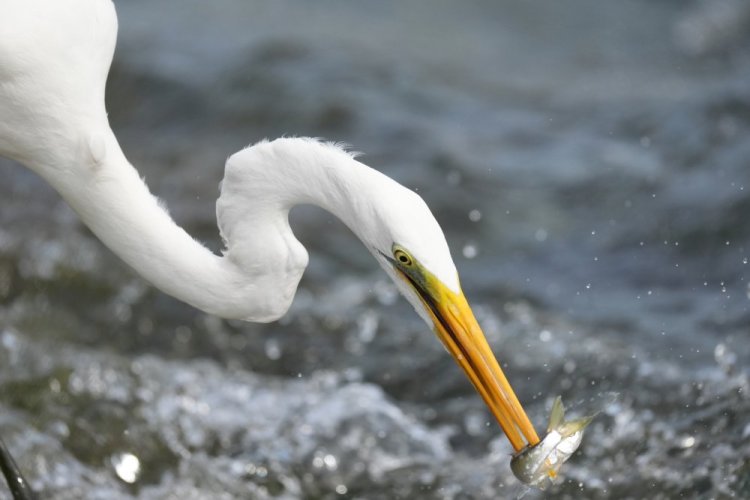 SONY FE 400-800 mm F6,3-8 G OSS (SEL-400800G)