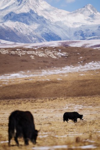 Sigma 200mm F2 DG OS Sports pro Sony E