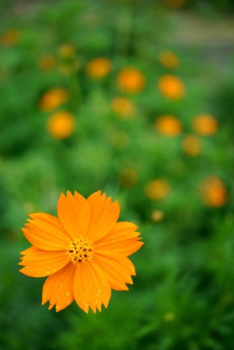 Tamron 35mm F/2.8 Di III OSD 1/2 MACRO pro Sony FE