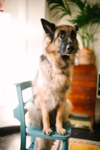 SIGMA 35mm F1.2 DG II Art pro Sony E