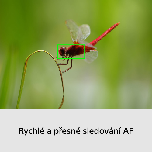 SONY Alpha A6700 + SEL-P1650 II+ SEL-70350 (Wildlife kit)