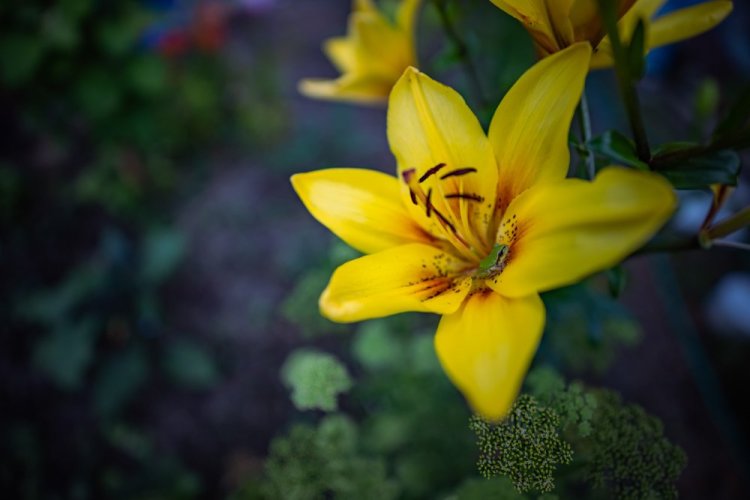 SIGMA 20mm F1.4 DG DN Art pro Sony E