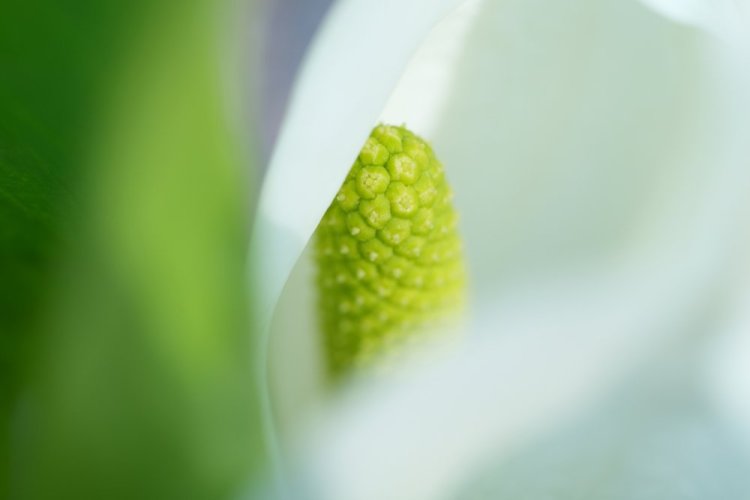 SONY FE 70-200 mm f/4,0 G OSS II Macro (SEL70200G2)