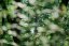 SIGMA 20-200mm F3.5-6.3 DG Contemporary pro Sony E