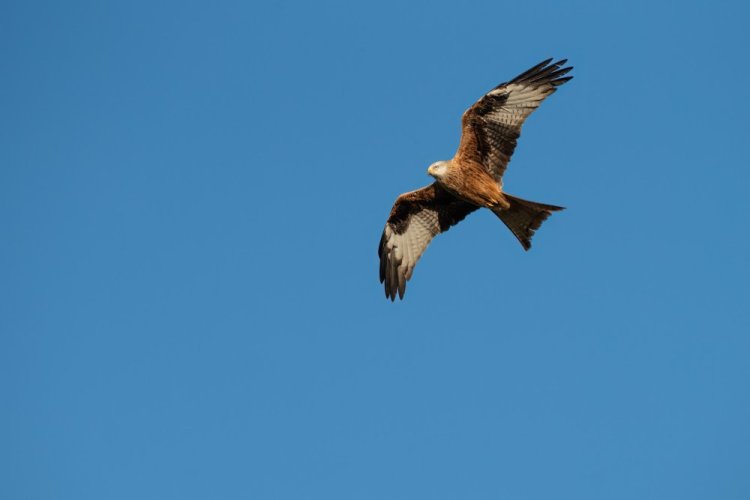 SIGMA 300-600mm F4 DG OS pro Sony