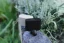 SONY WF-1000XM6 Platinum Silver (Bluetooth sluchátka s noise cancelling)