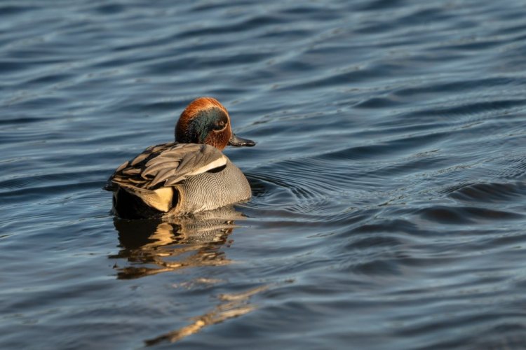 SIGMA 300-600mm F4 DG OS pro Sony