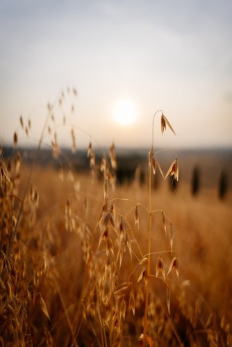 SIGMA 24mm F1.4 DG DN Art pro Sony E