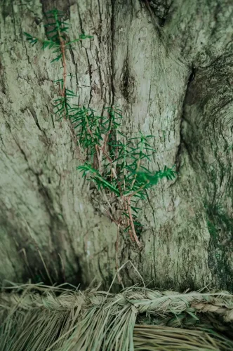 SIGMA 35mm F1.2 DG II Art pro Sony E