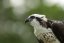 SONY FE 400-800 mm F6,3-8 G OSS (SEL-400800G)