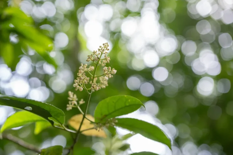 Sigma 28-45mm f/1,8 DG DN Art pro Sony E