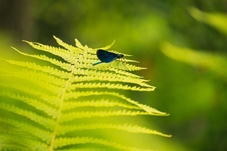 SIGMA 20-200mm F3.5-6.3 DG Contemporary pro Sony E